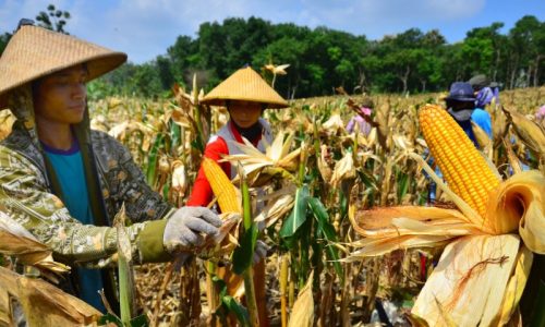 Dampak El Nino di Morowali Utara, Hasil Panen Petani Jagung Menurun