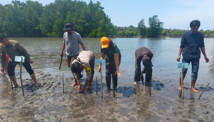 2.000 Bibit Mangrove Ditanam di Oncone Raya, Parigi Moutong Tetapkan Kawasan Edukasi Pesisir