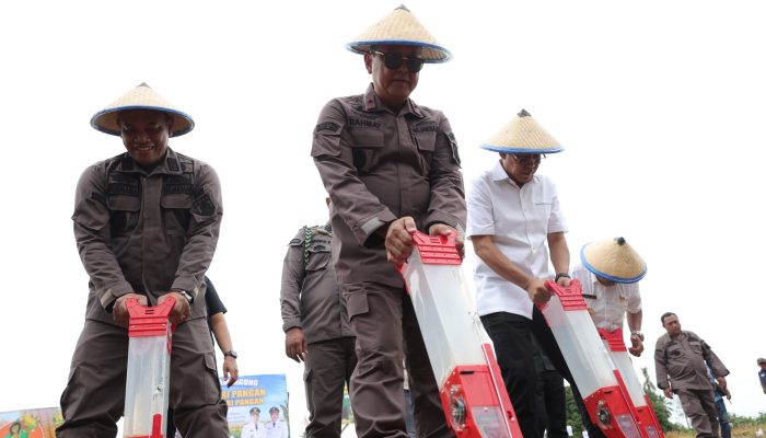 Parigi Moutong Perkuat Sektor Pertanian, Jagung Jadi Komoditas Unggulan