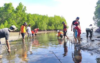 Cegah Abrasi dan Gelombang Pasang, BPBD Parigi Moutong Tanam Mangrove