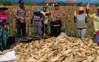 Panen Raya Jagung, Wujud Pendampingan Polri bagi Kesejahteraan Warga