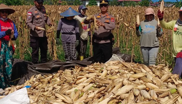 Panen Raya Jagung, Wujud Pendampingan Polri bagi Kesejahteraan Warga
