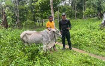 Idul Adha 2026, Koperasi Kayuboko Distribusikan Sapi Kurban ke Tiga Desa