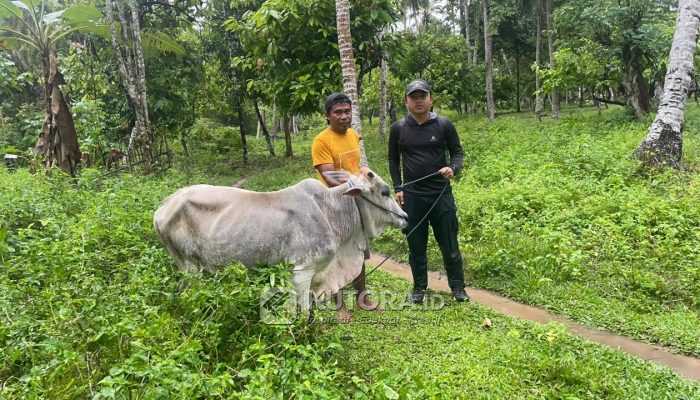 Idul Adha 2026, Koperasi Kayuboko Distribusikan Sapi Kurban ke Tiga Desa