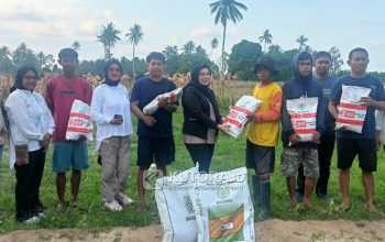 Dukung Produktivitas Petani, Selpina Basrin Serahkan Bantuan Bibit Jagung di Lobu Mandiri