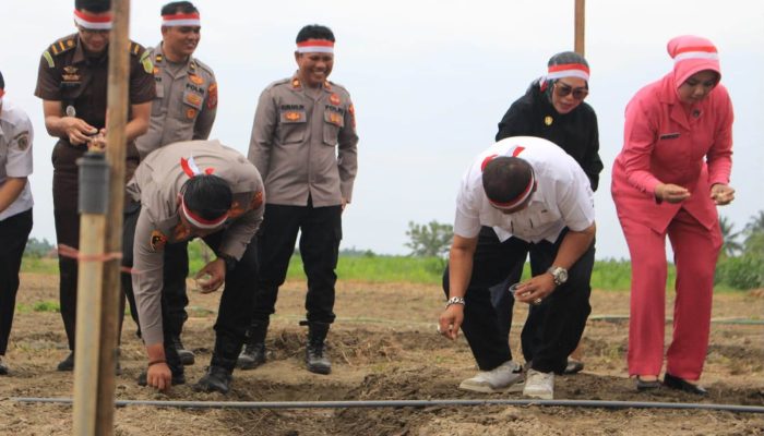 Penanaman Bawang Putih di Palasa Didorong Jadi Penggerak Ketahanan Pangan Parigi Moutong