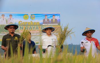 Panen Raya di Balinggi, Bupati Erwin Ajak Petani Tingkatkan Produktivitas Pertanian