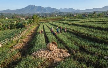 Kolaborasi dengan Polri, Parigi Moutong Siapkan 40 Hektare Lahan Bawang Putih