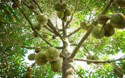 Bappelitbangda Kaji Penyebab Gagal Panen Durian di Parigi Moutong