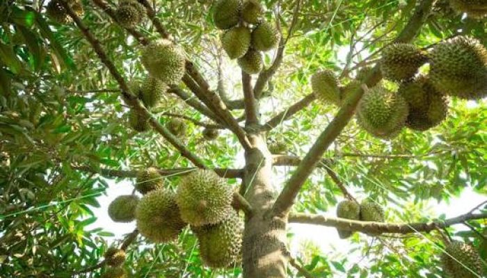 Bappelitbangda Kaji Penyebab Gagal Panen Durian di Parigi Moutong